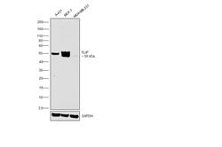 Invitrogen FLIP Monoclonal Antibody (OTI2H8) 100 &mu;L; Unconjugated:Antibodies,