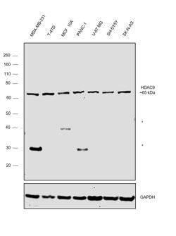 Invitrogen HDAC9 Monoclonal Antibody (OTI7G2) 100 &mu;L; Unconjugated:Antibodies,