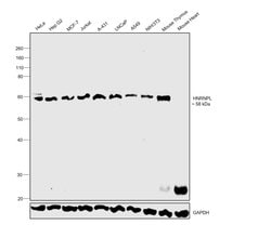 Invitrogen hnRNP L Monoclonal Antibody (OTI9G7) 100 &mu;L; Unconjugated:Antibodies,