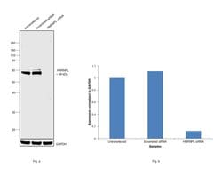 Invitrogen hnRNP L Monoclonal Antibody (OTI9G7) 100 &mu;L; Unconjugated:Antibodies,