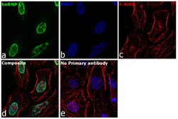 Invitrogen hnRNP L Monoclonal Antibody (OTI9G7) 100 &mu;L; Unconjugated:Antibodies,