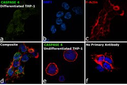 Invitrogen Caspase 4 Monoclonal Antibody (OTI4A2) 100 &mu;L; Unconjugated:Antibodies,
