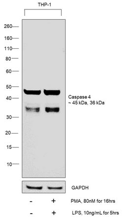Invitrogen Caspase 4 Monoclonal Antibody (OTI4A2) 100 &mu;L; Unconjugated:Antibodies,