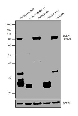 Invitrogen DCLK1 Monoclonal Antibody (OTI1F8) 100 &mu;L; Unconjugated:Antibodies,