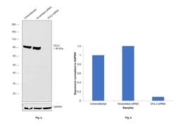 Invitrogen DVL2 Monoclonal Antibody (OTI7C7) 100 &mu;L | Buy Online | Invitrogen&trade; | Fisher Scientific