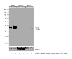 Invitrogen CTGF Monoclonal Antibody (OTI4B12) 100 &mu;L; Unconjugated:Antibodies,
