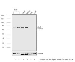 Invitrogen ALOX5 Monoclonal Antibody (OTI3F1) 100 &mu;L; Unconjugated:Antibodies,
