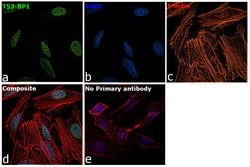 Invitrogen 53BP1 Monoclonal Antibody (OTI2H6) 100 &mu;L; Unconjugated:Antibodies,