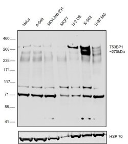 Invitrogen 53BP1 Monoclonal Antibody (OTI2H6) 100 &mu;L; Unconjugated:Antibodies,