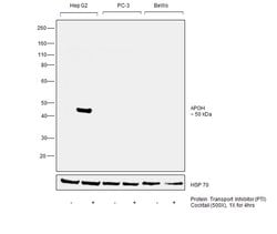 Invitrogen Apolipoprotein H Monoclonal Antibody (OTI4A11) 100 &mu;L; Unconjugated:Antibodies,