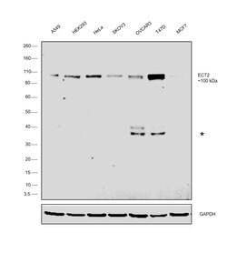 ECT2 Monoclonal Antibody (OTI2D9), Invitrogen 100 &mu;L; Unconjugated:Antibodies,
