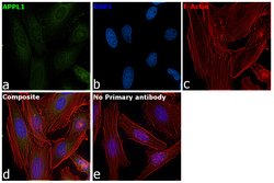 Invitrogen APPL1 Monoclonal Antibody (OTI4B11) 100 &mu;L; Unconjugated:Antibodies,