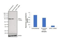 Invitrogen APPL1 Monoclonal Antibody (OTI4B11) 100 &mu;L; Unconjugated:Antibodies,