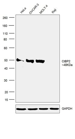 Invitrogen CtBP2 Monoclonal Antibody (OTI4D4) 100 &mu;L; Unconjugated:Antibodies,