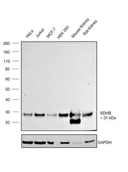 Invitrogen SDHB Monoclonal Antibody (OTI1H6) 100 &mu;L | Buy Online | Invitrogen&trade; | Fisher Scientific