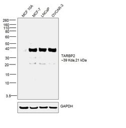 Invitrogen TRBP Monoclonal Antibody (OTI7C1) 100 &mu;L; Unconjugated:Antibodies,