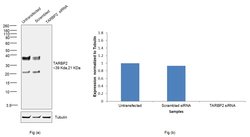 Invitrogen TRBP Monoclonal Antibody (OTI7C1) 100 &mu;L; Unconjugated:Antibodies,