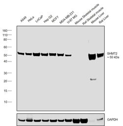 Invitrogen SHMT2 Monoclonal Antibody (OTI1E12) 100 &mu;L; Unconjugated:Antibodies,