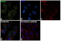 Invitrogen SHMT2 Monoclonal Antibody (OTI3E9) 100 &mu;L; Unconjugated:Antibodies,