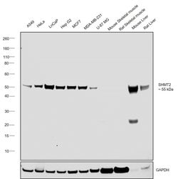Invitrogen SHMT2 Monoclonal Antibody (OTI3E9) 100 &mu;L; Unconjugated:Antibodies,