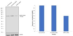 Invitrogen SHMT2 Monoclonal Antibody (OTI3E9) 100 &mu;L; Unconjugated:Antibodies,