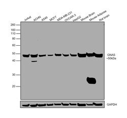 Invitrogen GNAS Monoclonal Antibody (OTI7A6) 100 &mu;L; Unconjugated:Antibodies,