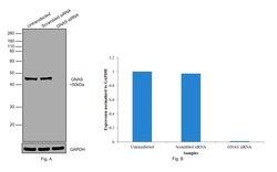 Invitrogen GNAS Monoclonal Antibody (OTI7A6) 100 &mu;L; Unconjugated:Antibodies,