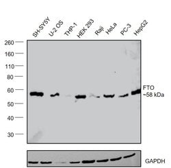 Invitrogen FTO Monoclonal Antibody (OTI4A1) 100 &mu;L | Buy Online | Invitrogen&trade; | Fisher Scientific