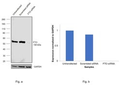 Invitrogen FTO Monoclonal Antibody (OTI4A1) 100 &mu;L | Buy Online | Invitrogen&trade; | Fisher Scientific