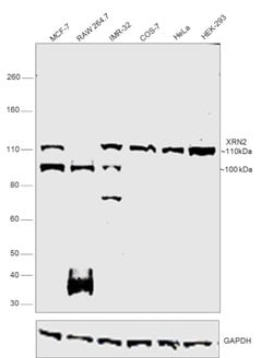 Invitrogen XRN2 Monoclonal Antibody (OTI5F4) 100 &mu;L; Unconjugated:Antibodies,