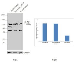 Invitrogen XRN2 Monoclonal Antibody (OTI5F4) 100 &mu;L; Unconjugated:Antibodies,