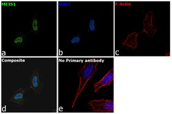 MEIS1 Monoclonal Antibody (OTI2A3), Invitrogen 100 &mu;L; Unconjugated:Antibodies,