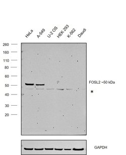 Invitrogen Fra2 Monoclonal Antibody (OTI2B4) 100 &mu;L; Unconjugated:Antibodies,