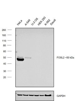 Invitrogen Fra2 Monoclonal Antibody (OTI7E4) 100 &mu;L | Buy Online | Invitrogen&trade; | Fisher Scientific