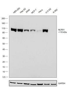 Invitrogen NLRX1 Monoclonal Antibody (OTI4H8) 100 &mu;L; Unconjugated:Antibodies,