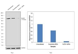 Invitrogen NLRX1 Monoclonal Antibody (OTI4H8) 100 &mu;L; Unconjugated:Antibodies,