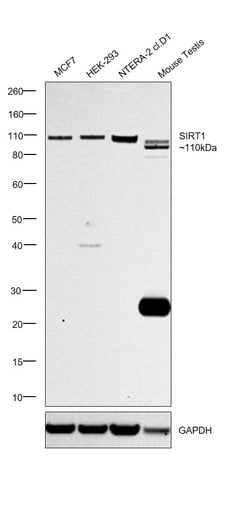 Invitrogen SIRT1 Monoclonal Antibody (OTI1H1) 100 &mu;L; Unconjugated:Antibodies,
