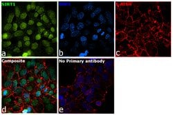 Invitrogen SIRT1 Monoclonal Antibody (OTI5B2) 100 &mu;L; Unconjugated:Antibodies,