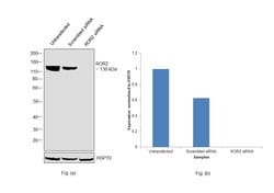 Invitrogen ROR2 Monoclonal Antibody (OTI3H3) 100 &mu;L; Unconjugated:Antibodies,
