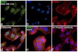 Invitrogen RRM2 Monoclonal Antibody (OTI1F2) 100 &mu;L; Unconjugated:Antibodies,