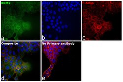 Invitrogen RRM2 Monoclonal Antibody (OTI1F2) 100 &mu;L; Unconjugated:Antibodies,