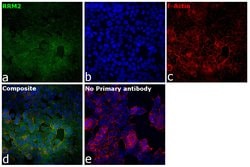 Invitrogen RRM2 Monoclonal Antibody (OTI1F2) 100 &mu;L; Unconjugated:Antibodies,
