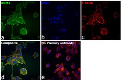 Invitrogen RRM2 Monoclonal Antibody (OTI1F2) 100 &mu;L; Unconjugated:Antibodies,
