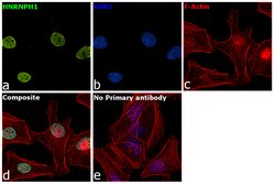 Invitrogen hnRNP H1 Monoclonal Antibody (OTI2E8) 100 &mu;L; Unconjugated:Antibodies,