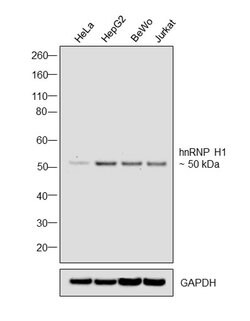 Invitrogen hnRNP H1 Monoclonal Antibody (OTI2E8) 100 &mu;L; Unconjugated:Antibodies,