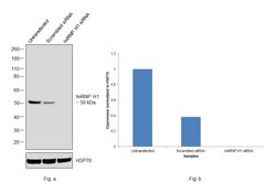 Invitrogen hnRNP H1 Monoclonal Antibody (OTI2E8) 100 &mu;L; Unconjugated:Antibodies,