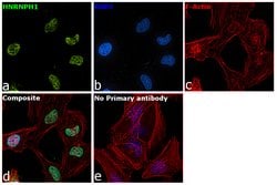 Invitrogen hnRNP H1 Monoclonal Antibody (OTI4F10) 100 &mu;L; Unconjugated:Antibodies,