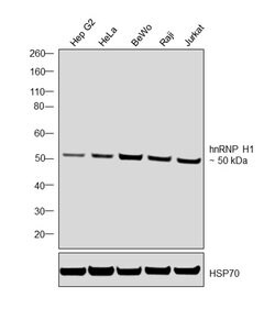 Invitrogen hnRNP H1 Monoclonal Antibody (OTI4F10) 100 &mu;L; Unconjugated:Antibodies,