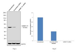 Invitrogen hnRNP H1 Monoclonal Antibody (OTI4F10) 100 &mu;L; Unconjugated:Antibodies,