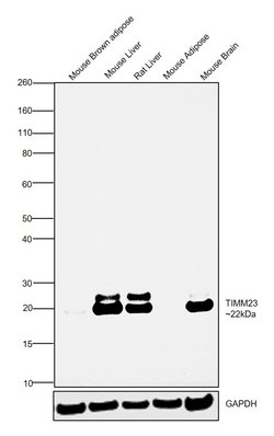 Invitrogen TIMM23 Monoclonal Antibody (OTI2F5) 100 &mu;L; Unconjugated:Antibodies,